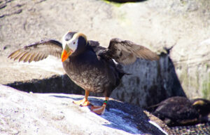 Puffins call Haystack Rock home spring through fall.
