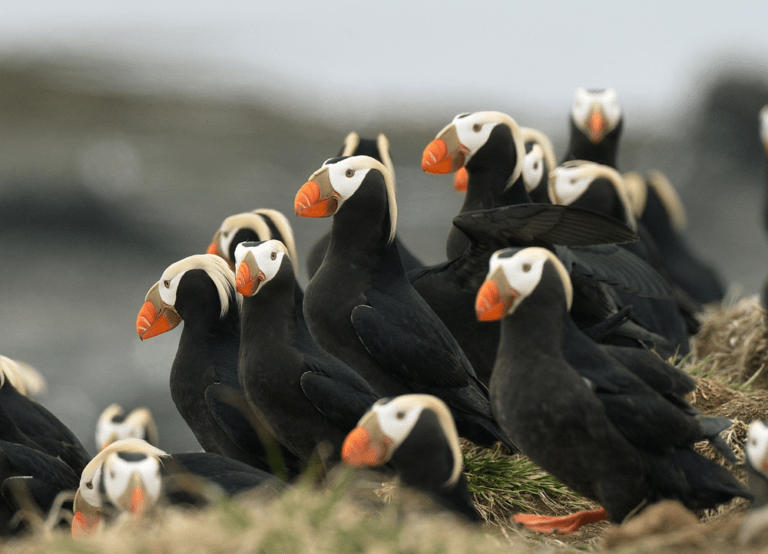Discover Tufted Puffins at Cannon Beach > Tolovana Inn, Cannon Beach, OR